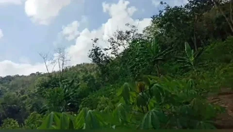 Beautiful plantation Video stock 237031157