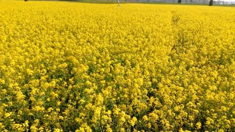 Beautiful planting of Mustard plant at village of Assam in India Stock Photos