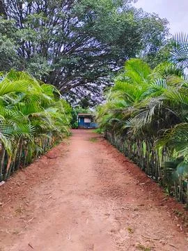 Beautiful plants on both sides of the path in a park with nature background. Stock Photos