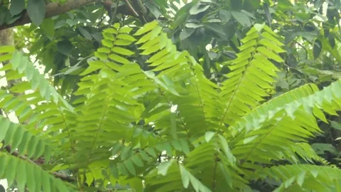 Beautiful plants with Depth of Field angle Stock Footage 238578517
