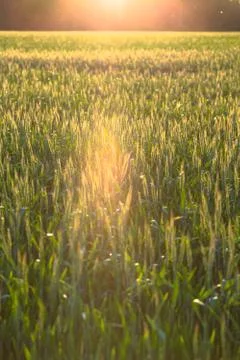 Beautiful plants in a field Stock Photos