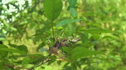 Beautiful Plants Stock Footage 240811903
