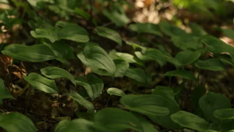 Beautiful plants in the forest Stock Footage 90375120