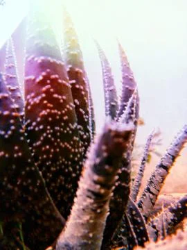 Beautiful plants Foto stock