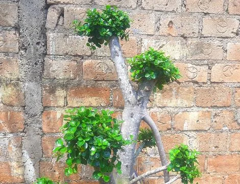 Beautiful plants Stock Photos