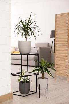 Beautiful plants in room. Elements of interior design Stock Photos