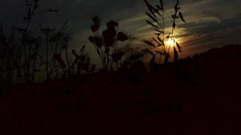 Beautiful plants at sunset Stock Footage 159057498