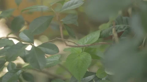 Beautiful plants surrounded by branches Close Up Bokeh Stock Footage 233821240