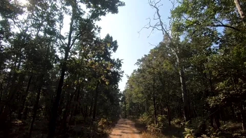  A beautiful play of light and shadow in Pench national park Stock Footage 297748084