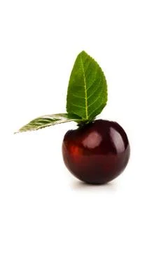 Beautiful plum Stock Photos
