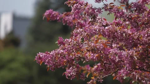 A beautiful plum tree in full bloom - pink flowers and orange leaves cover Stock-Footage 247163192