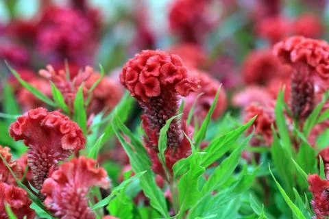 Beautiful plumed cockscomb Stock Photos