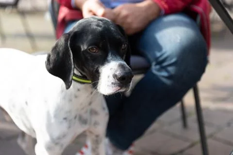 Beautiful pointer dog with leash next to his master. Stock Photos