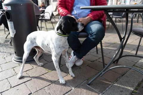 Beautiful pointer dog with leash next to his master. Stock Photos