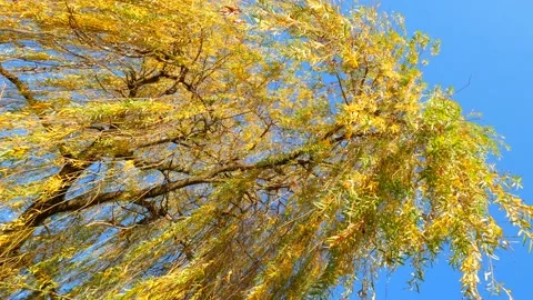 Beautiful Polish willow. Video stock 121832746