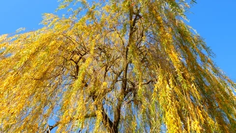 Beautiful Polish willow. Stock-Footage 121832799