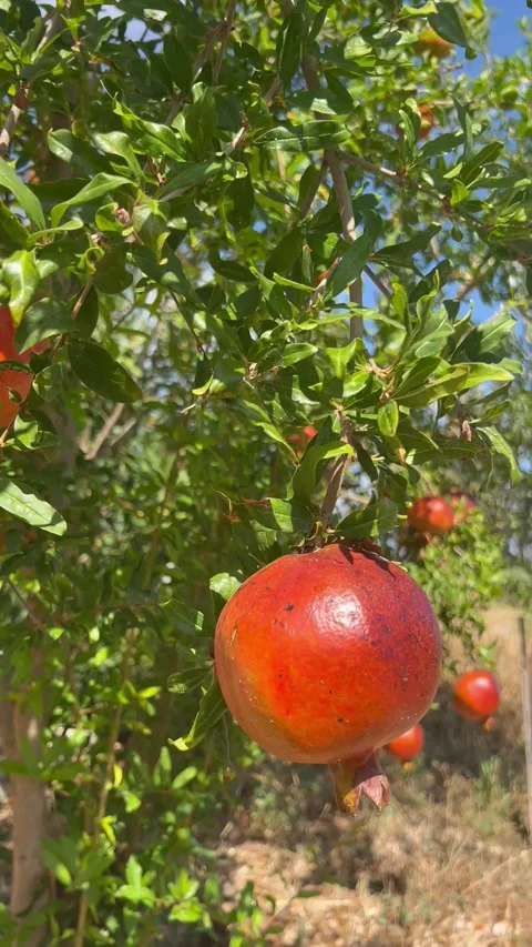 Beautiful pomegranate tree with pomegranates on it Stock Footage 337194584