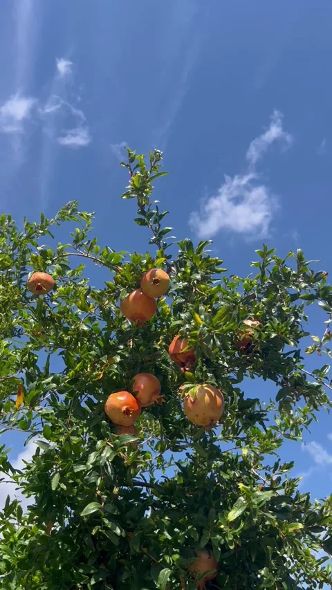 Beautiful pomegranate tree with pomegranates on it Stock Footage 337194800
