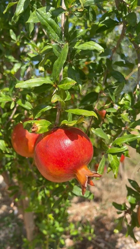 Beautiful pomegranate tree with pomegranates on it Stock Footage 337195121