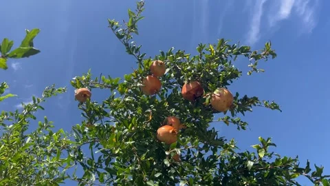 Beautiful pomegranate tree with pomegranates on it Stock Footage 337195239