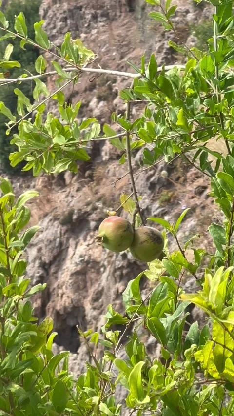 Beautiful pomegranate tree with pomegranates on it in nature Stock Footage 342530479