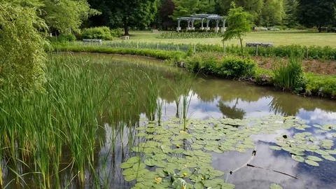 Beautiful Pond 4 Stock Footage 91232666
