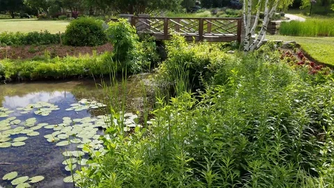 Beautiful Pond 5 Stock Footage 91232663