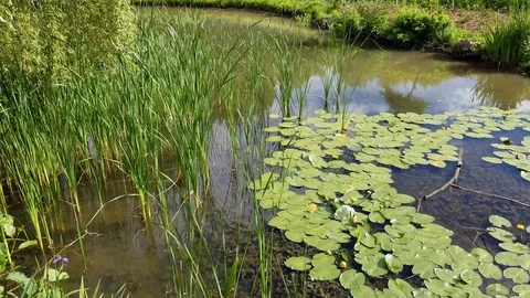 Beautiful Pond 6 Stock Footage 91232668