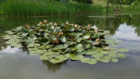 Beautiful Pond 7 Stock Footage 91232671