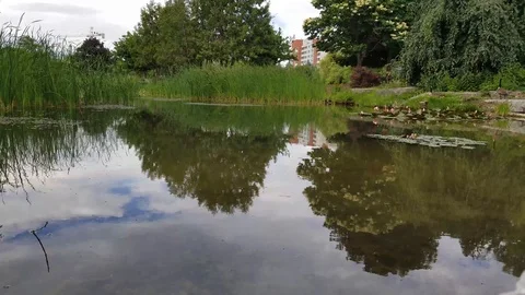 Beautiful Pond 8 Video stock 91232670