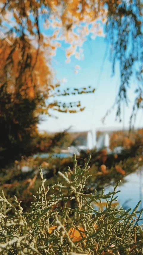 Beautiful pond between trees Stockbeeldmateriaal 238025955