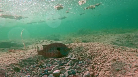 Beautiful Pond with Fish Nesting Serene Aquatic Nature Relaxation 4K Stock Footage 325004889