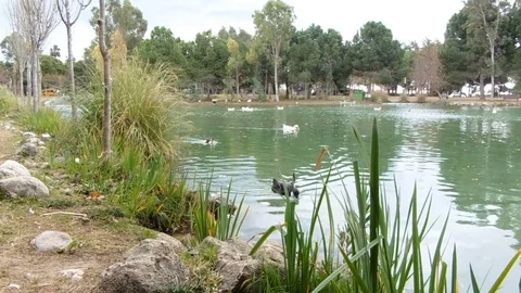 Beautiful pond with floating ducks in windy weather. Video with sound. Wonderful Vidéo 84905315