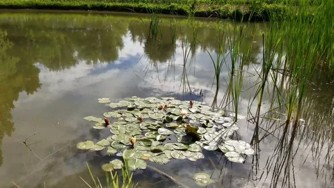 Beautiful Pond Stock Footage 91232675