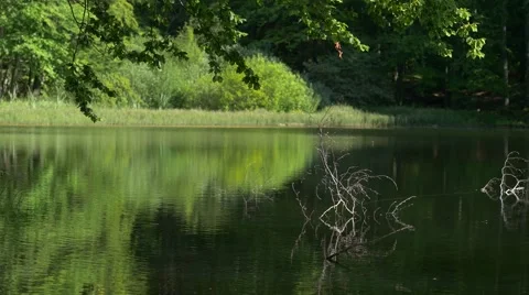 Beautiful pond in the middle of the woods. Stock Footage 67814322