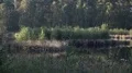 Beautiful pond moor landscape with reed and forest at sunset time HD Footage