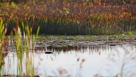 Beautiful Pond in the morning Stock Footage