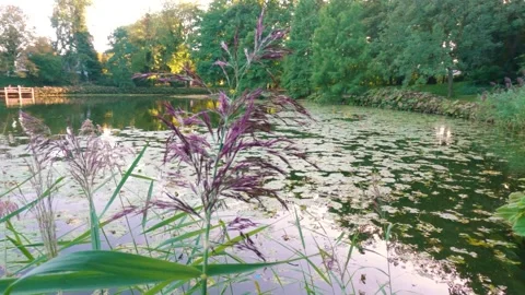 Beautiful pond in the park Stock Footage 249828672