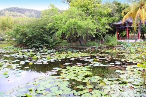 Beautiful Pond Stock Photos