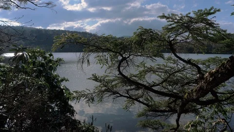 Beautiful Pond Surrounded by Virgin Forests Stock-Footage 102282712