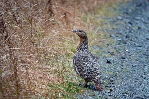 Beautiful portrait of a capercaillie hen in the forest Stock Photos