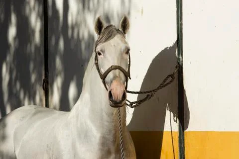 Beautiful portrait of a carthusian stallion with vitiligo Stock Photos
