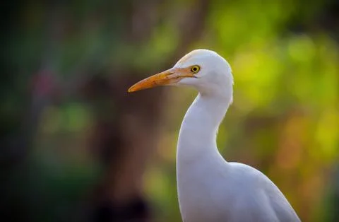 Beautiful Portrait of a Cattle Egret in a soft blurry Colorful background Stock Photos