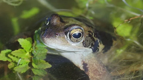Beautiful portrait close-up of common frog looking up from a pond Stock Footage 217850188