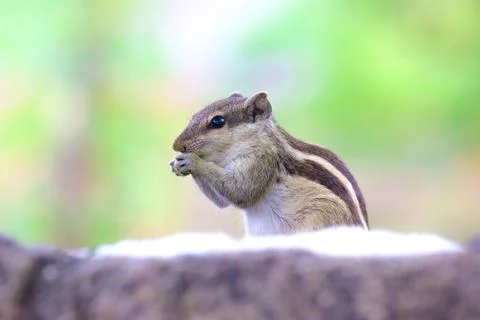 A Beautiful Portrait of a Squirrel in Side Pose with Blurry background Stock Photos