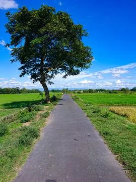 Beautiful portrait of a tree by the roadside 库存照片