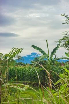 Beautiful portrait views in corn fields with mountain backgrounds, atmosphere Stock Photos