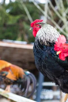Beautiful posing cock looking at camera. Chickens at petting zoo at country f Stock Photos