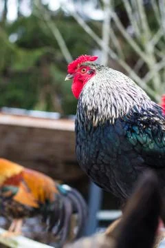 Beautiful posing cock looking at camera. Chickens at petting zoo at country f Stock Photos