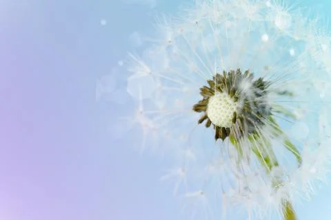 Beautiful postcard with a dandelion on a gradient background, space for a copy. Stock Photos